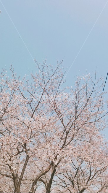 벚꽃,봄,봄느낌,예쁜벚꽃,따뜻한,봄,계절,spring,season,식물,자연,plants,nature,꽃,flower,나무,trees,wood,plant