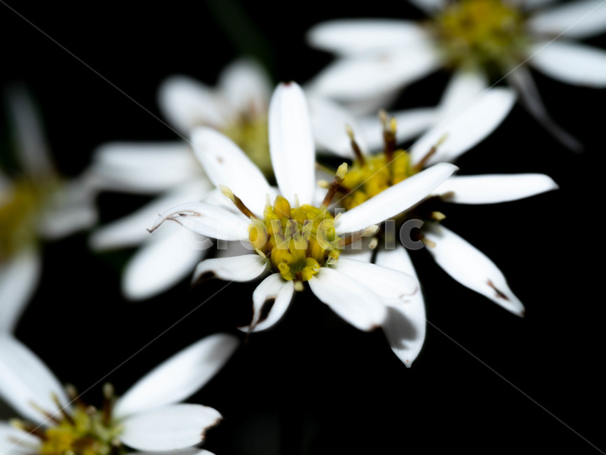 들꽃,화사한,자연,대금산,이른아침,식물,자연,plants,nature,꽃,flower