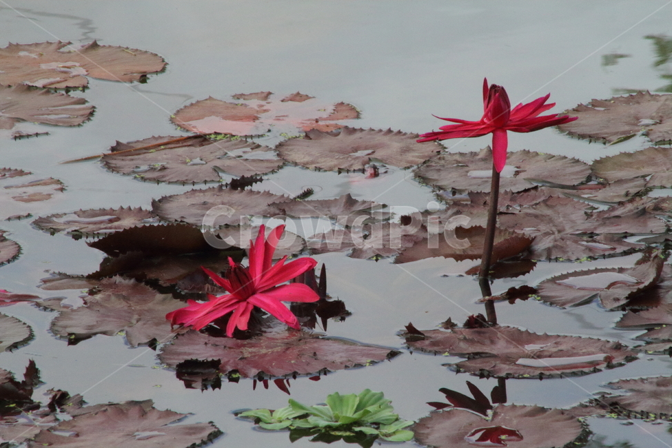 연,수련,꽃,식물,waterlily,식물,자연,plants,nature,꽃,flower