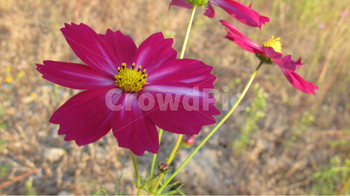 코스모스,꽃,식물,flower,cosmos,plant,fall,가을,식물,자연,plants,nature,꽃,flower