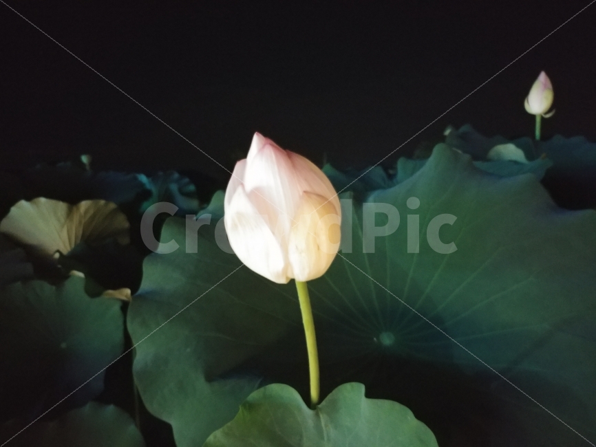 연꽃,꽃봉오리,lotus,홍련,백련,꽃,식물,자연,plants,nature,꽃,flower,야경,밤,풍경,nightscape,night,landscape,plant,blossom