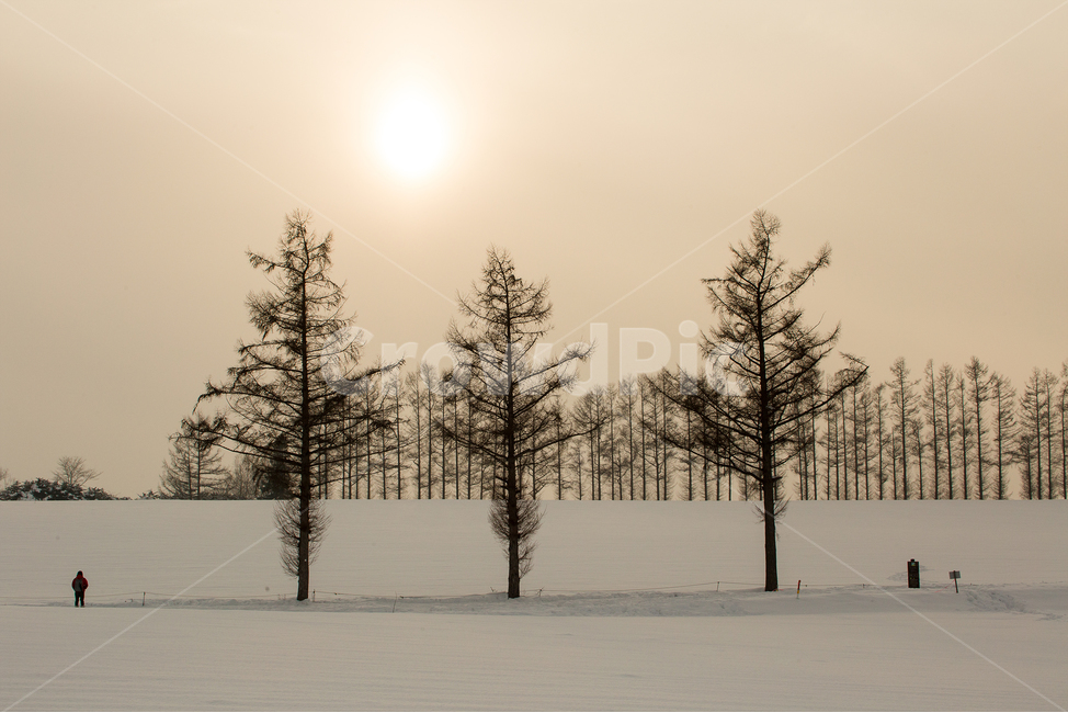 plant,식물,tree,나무,person,전나무,nature,자연,겨울,눈,일몰,홋카이도,비에이,snow,winter,겨울,계절,winter,season