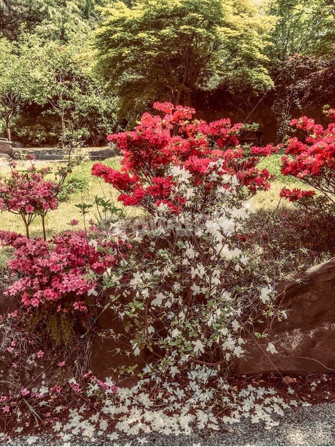 붉은꽃,식물,자연,따스함,봄,flower,warm,spring,식물,자연,plants,nature,꽃,flower