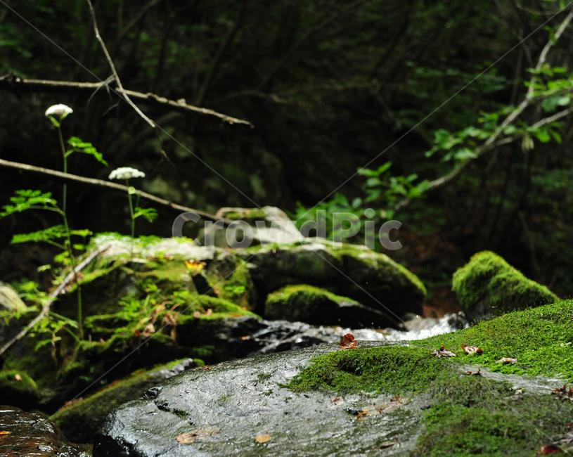water,물,nature,자연,river,강,옥외,outdoors,산,등산,자연,풍경,nature,landscape,plant,식물,moss,이끼