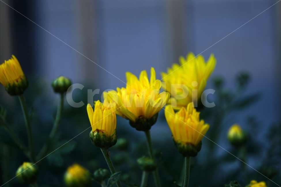 atmosphere,fancy,small country,Its bright,yellow,yellow flower,bright,feel,summer,healing,Healing Photos,beautiful,flower photo,Chrysanthemum,flower bud,affix,small chrysanthemum,Emotion,gay,macro,flowers,pretty,nature,flowerbuds,Koreas nature,feeling,flo