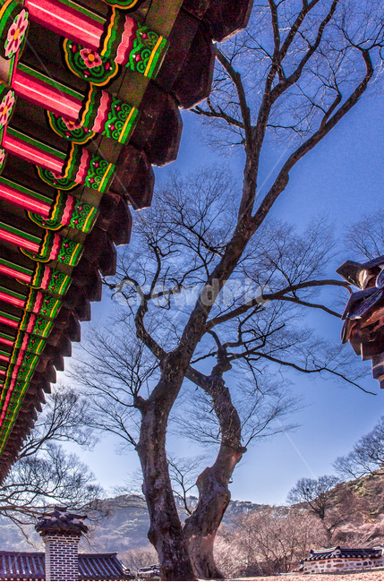 단청,문화유산,처마,고목,문화재,고궁,패턴,한국전통,한국문화,korean traditional,korean culture,식물,자연,plants,nature,나무,trees,wood,건축물,건물외관,exterior,building,structure,architecture,construction