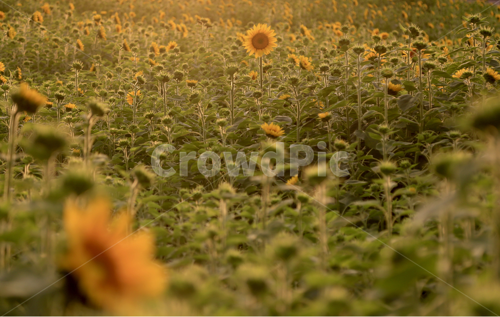 해바라기,꽃,노랑,식물,초록,식물,자연,plants,nature,꽃,flower