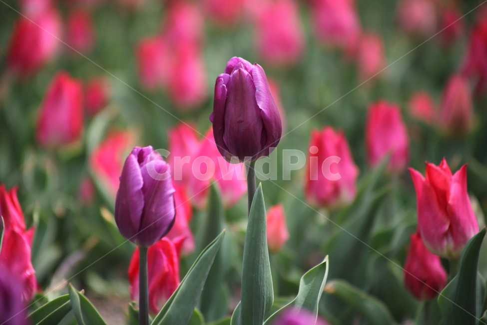 튤립,구근초,백합과,꽃,tulip,식물,자연,plants,nature,꽃,flower