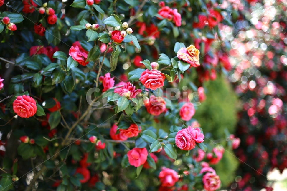 plant,식물,동백꽃,봄,붉은색,자연
