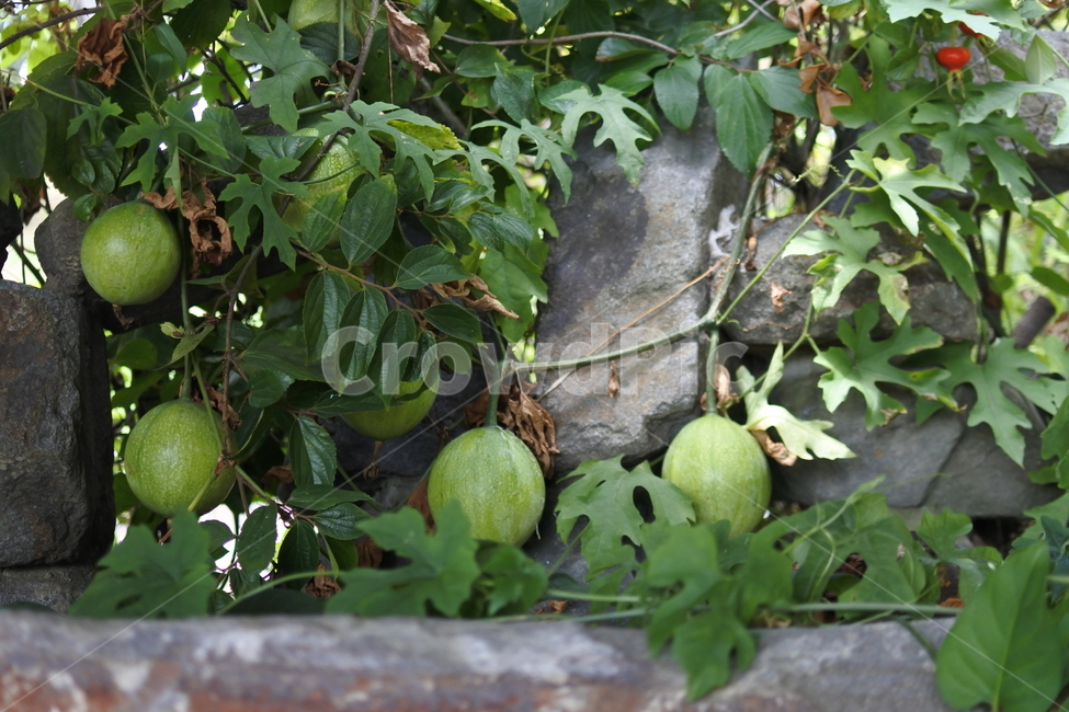 열매,넝쿨열매,초록열매,plant,식물,과일,열매,fruit
