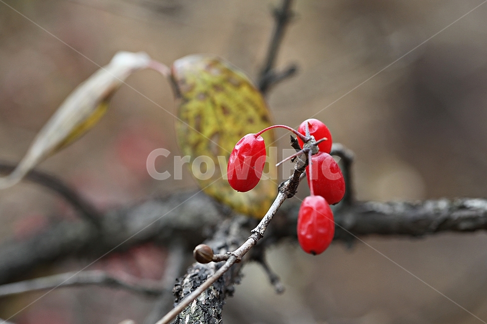 산수유,약용,식용,빨간열매,가을,추수,결실,식물,나무,자연,공원,과일,열매,fruit