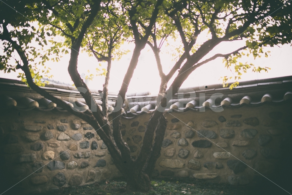 부산,풍경,역광,아날로그,필름,analog,film,한국전통,한국문화,korean traditional,korean culture,식물,자연,plants,nature,나무,trees,wood,감성,sensible,feeling