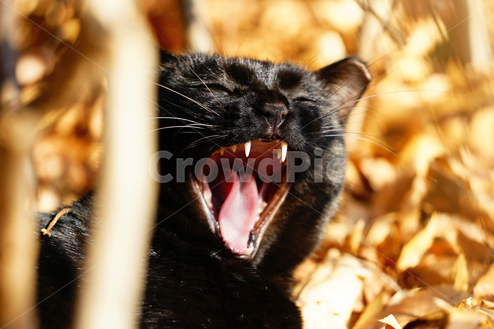 고양이,길고양이,길냥이,야옹이,냐옹이,냥냥이,반려묘,애완묘,반려동물,애완동물,야생동물,펫,캣,동물,animal,포유류,mammal,고양이,cat,kitten,kitty