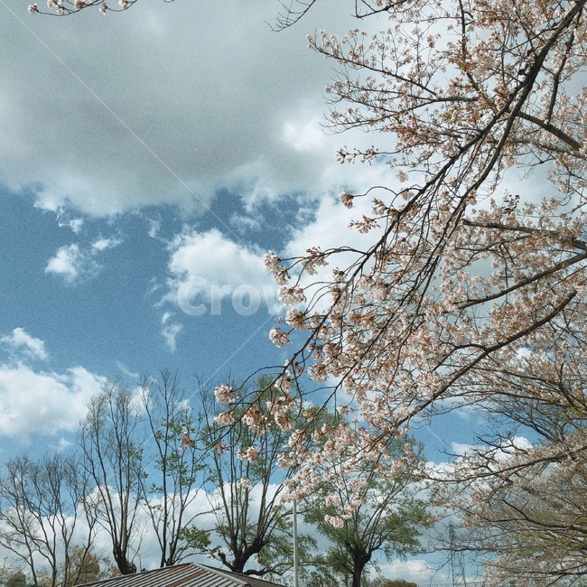 벚꽃,봄,하늘,나무,구름,봄,계절,spring,season,nature,자연,outdoors,옥외