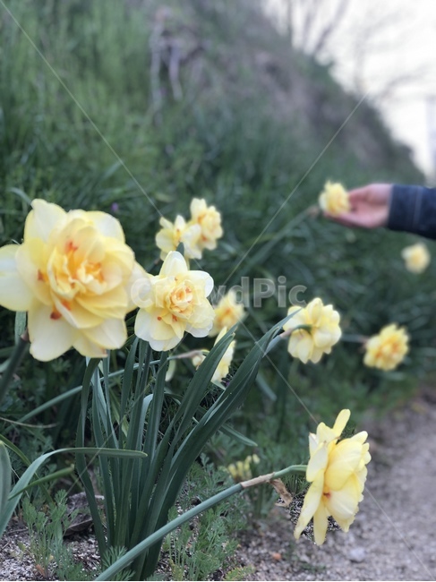 꽃,길거리,노란꽃,초록풀,꽃송이,길,flower