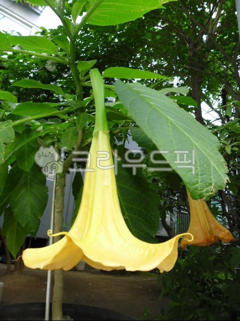 flower,꽃,천사의나팔,노랑꽃,노란꽃,예쁜꽃,특이한꽃