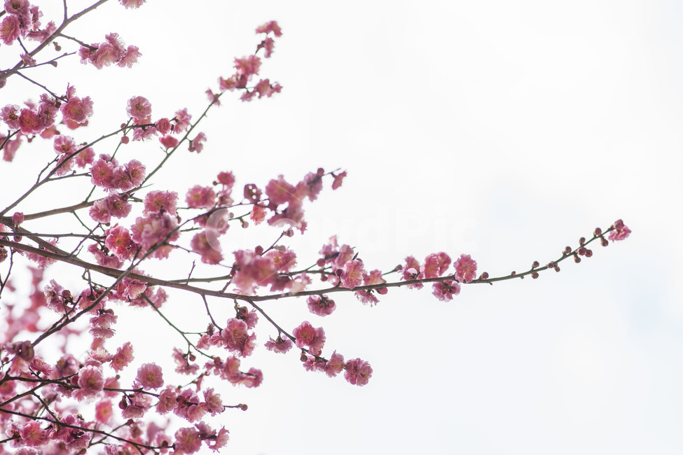 봄,꽃,봄꽃,매화,홍매화,봄,계절,spring,season,자연,풍경,nature,landscape,plant,식물,blossom,flower