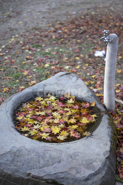 가을,단풍,낙엽,가을단풍,수도꼭지,마곡사,가을,계절,fall,autumn,season,leaf,잎,plant,식물,food,음식,pizza,피자,ground,바닥,tree,나무