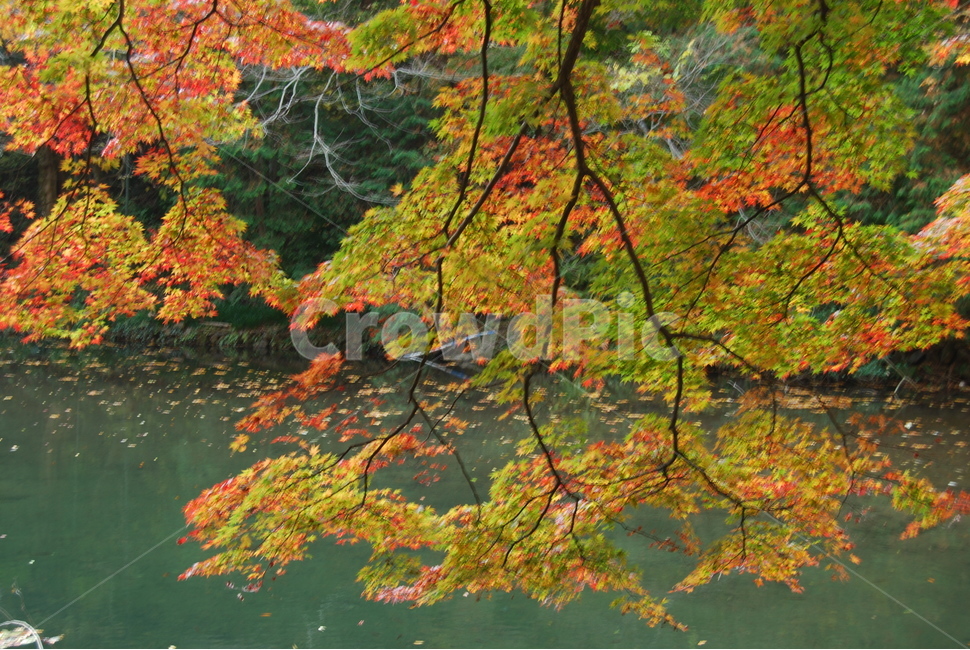 백암산,가을,자연휴양림,탐방로,공원,가을,계절,fall,autumn,season,자연,풍경,nature,landscape,한국자연풍경,한국자연경관,korea nature landscape,plant,식물,tree,나무,leaf,잎,maple,단풍