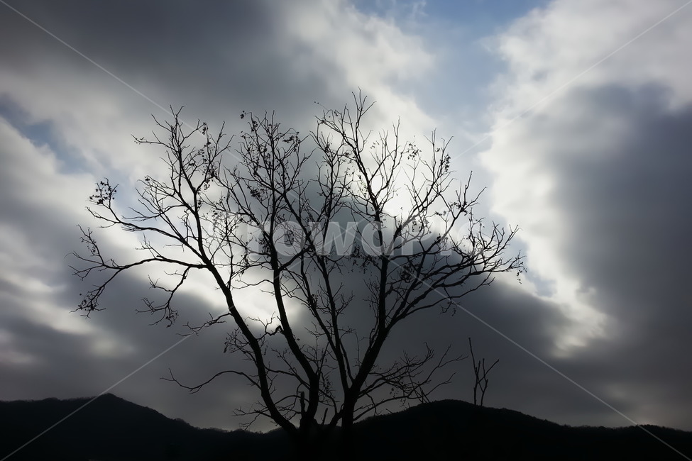 구름,하늘,겨울,추위,바람,계절,나무,자연,감성,cloud,sky,winter,wind,season,tree,nature,feeling,자연,풍경,nature,landscape,silhouette,실루엣,weather,날씨,outdoors,옥외