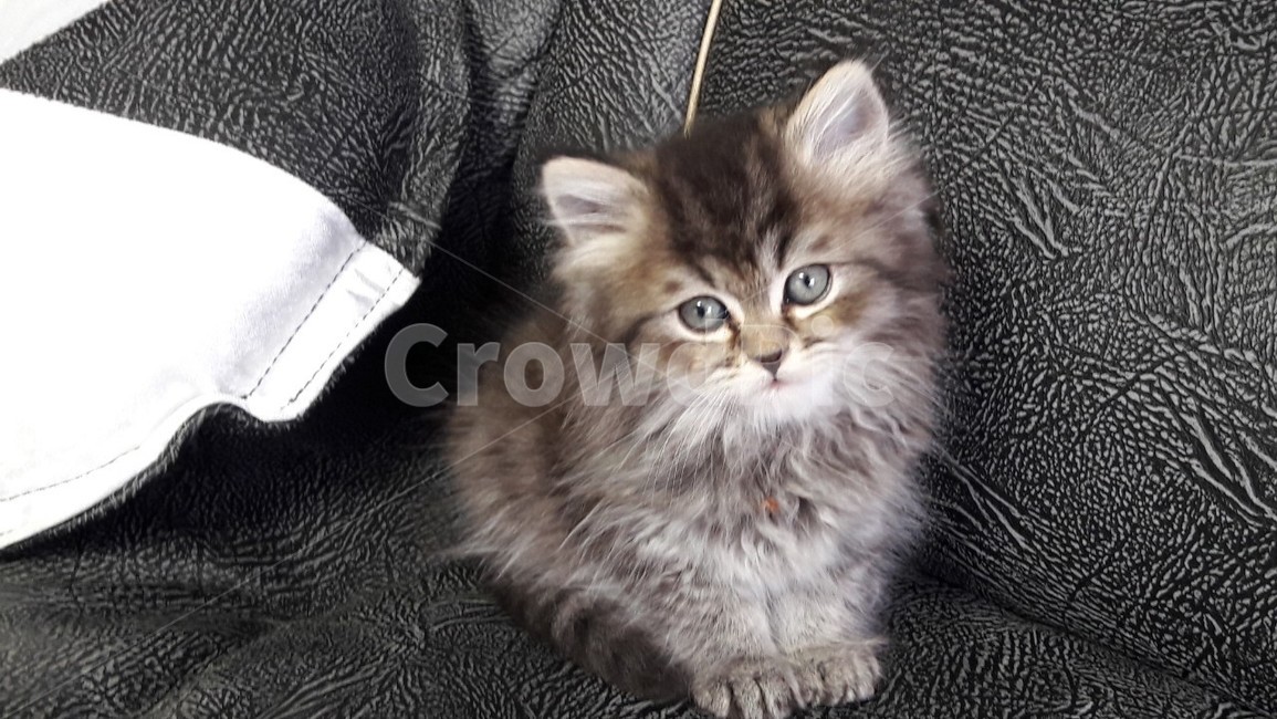 아기고양이,고양이,고양이새끼,귀여운고양이,페르시안고양이,예쁜고양이,소파위의고양이,어린고양이,동물,animal,포유류,mammal,고양이,cat,kitten,kitty