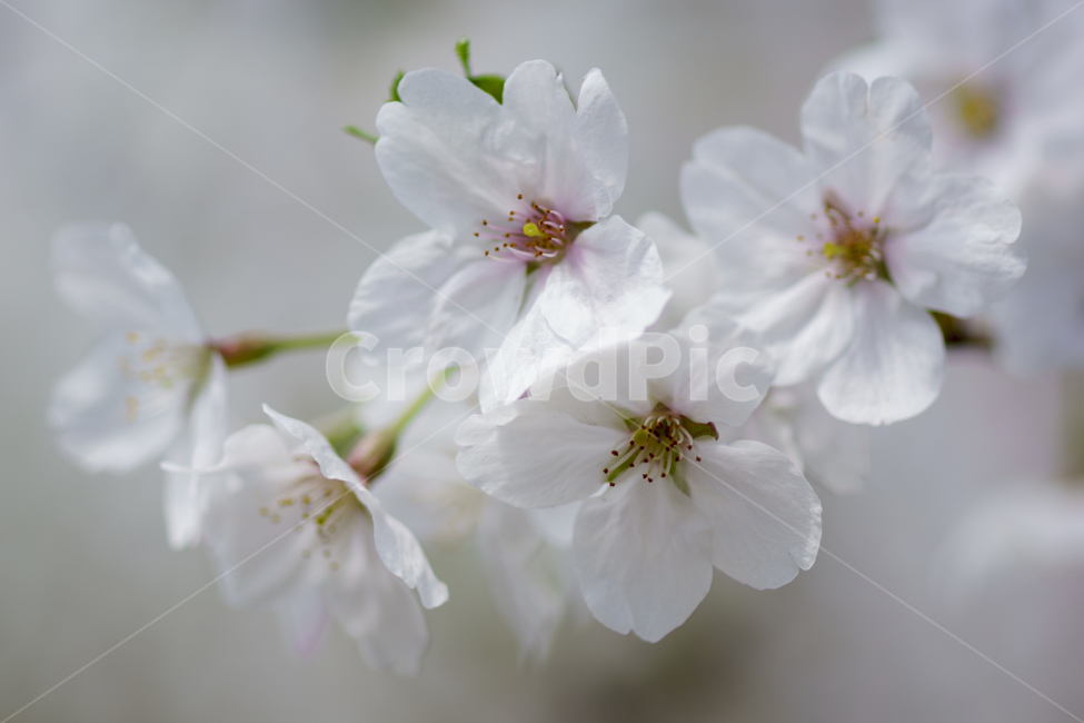 봄,벚꽃,꽃사진,봄꽃사진,풍경,봄,계절,spring,season,식물,자연,plants,nature,꽃,flower,plant