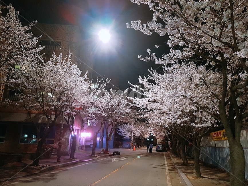 벛꽃나무,벚꽃축제,야경,벚꽃,벚꽃야경,봄,계절,spring,season,야경,밤,풍경,nightscape,night,landscape,plant,식물,blossom,꽃,cherry blossom,flower