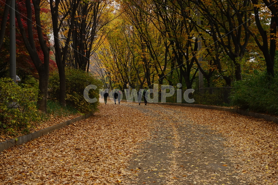 안산,자락길,가을,자연,낙엽,고엽,산책,forest,woods,nature,fallenleaves,sentiment,solitary,friend,힐링,휴식,시원함,고요함,healing,relaxation,cool,calm,느낌,감성,가을풍경,산책길,숲터널,산책로,느티나무,가을,계절,fall,autumn,season,자연,풍경,nature,landscape,ground,바닥,tree,나무,plant,식물,tree trunk,나무 줄기