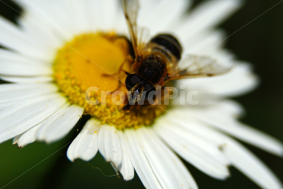 샤스타데이지,벌,봄꽃,한국자연,꽃,꽃사진,플라워,flower,봄,spring,식물,plants,자연,nature,풍경,landscape,계절,season,snap,스냅,접사,macro,closeup,클로즈업,감성사진,감성,힐링,healing,느낌,feel,feeling,꽃밭,화단,꽃봉오리,5월,May,shastadaisy,꿀벌,말벌,곤충,벌레,insect,honey,bee,bug,벌목,봄,계절,spring,season,식물,자연,plants,nature,꽃,flower,동물,animal,곤충,벌레,insect,bug,invertebrate,무척추 동물,honey bee