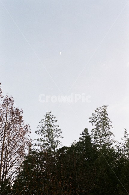 달,반달,하늘,나무,풍경,자연경관,자연,풍경,nature,landscape,tree,plant,식물,fir,전나무