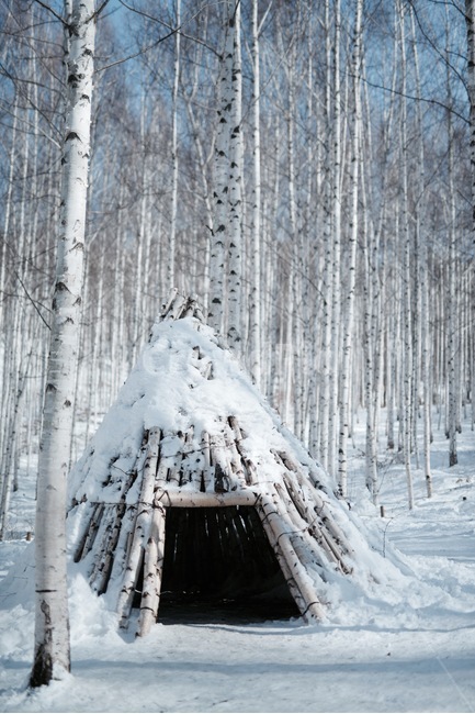 인제자작나무숲,자작나무,눈,겨울,인제,움집,겨울나무,강원도,겨울,계절,winter,season,자연,풍경,nature,landscape,한국자연풍경,한국자연경관,korea nature landscape,outdoors,옥외,building,건물,shelter,피난처,rural,농촌,hut,오두막,shack,오두막집