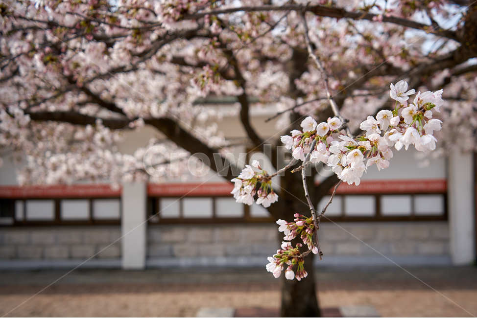 벗꽃,봄,희망,따스함,나무,길거리,봄,계절,spring,season,식물,자연,plants,nature,꽃,flower,plant,blossom