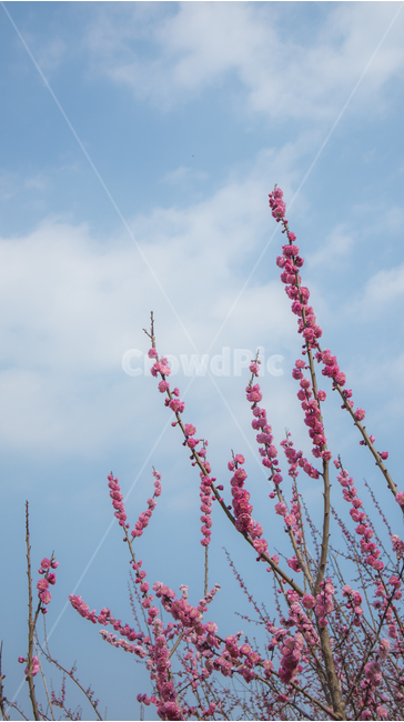 꽃,핑크빛,하늘,식물,flower,꽃잎,blossom,plant,view,landscape,pink,flowers,sky,봄,봄꽃,spring,매화마을,봄,계절,spring,season