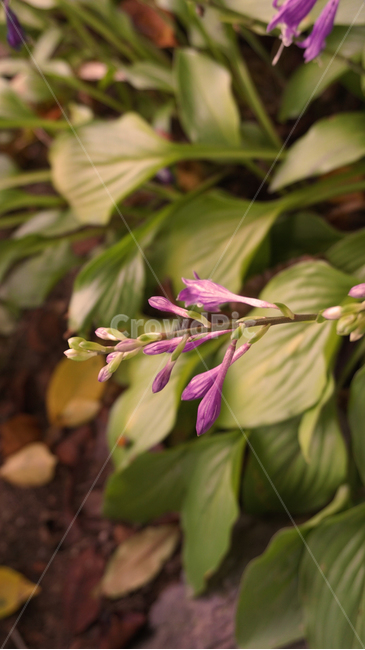 꽃,자연,여름,가을,flower,nature,summer,fall,autumn,식물,자연,plants,nature,꽃,flower