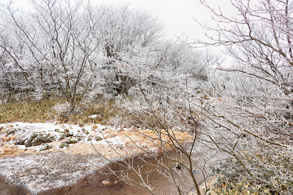 제주도,한라산,1100고지,한라산1100고지,설경,눈꽃,겨울,자연,옥외,눈,nature,outdoors,snow,풍경,겨울풍경,습지,겨울,계절,winter,season