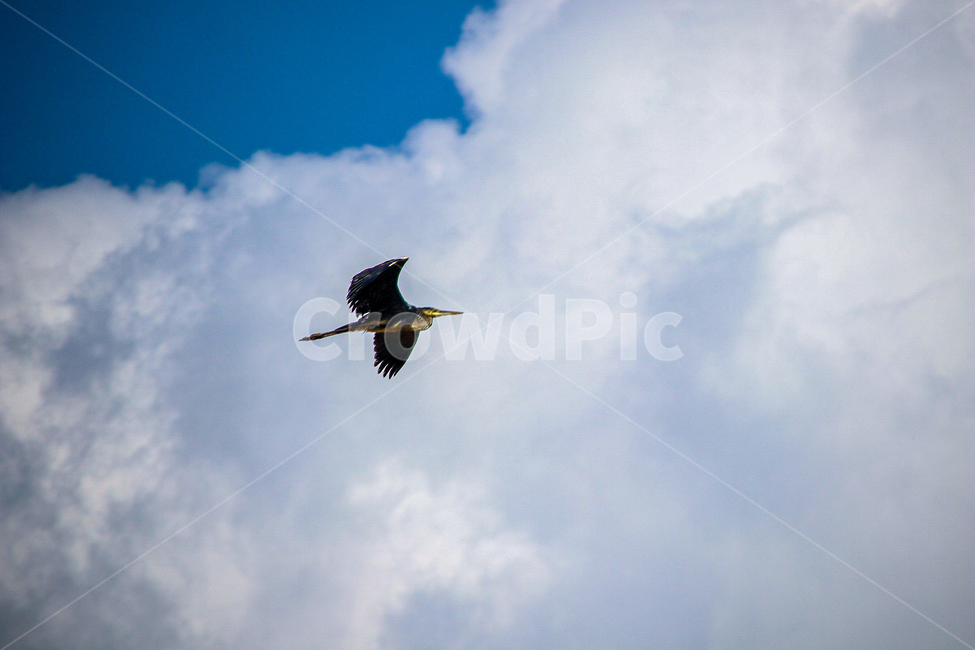 구름,animal,동물,bird,새,flying,자유,동물,animal,조류,새,birds