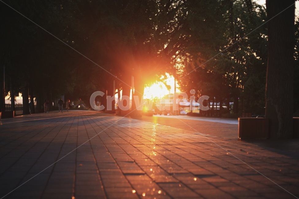 햇빛,해,빛,노을,땅,나무,자연,풍경,nature,landscape,flare,플레어,light,sunlight,path,통로