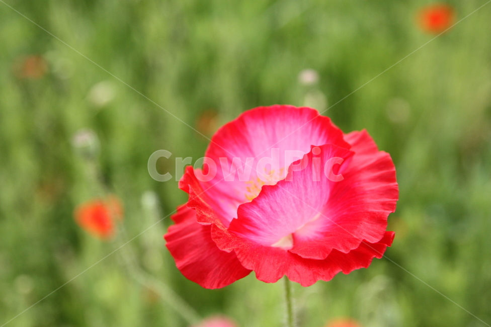 꽃,양귀비,식물,plant,flower