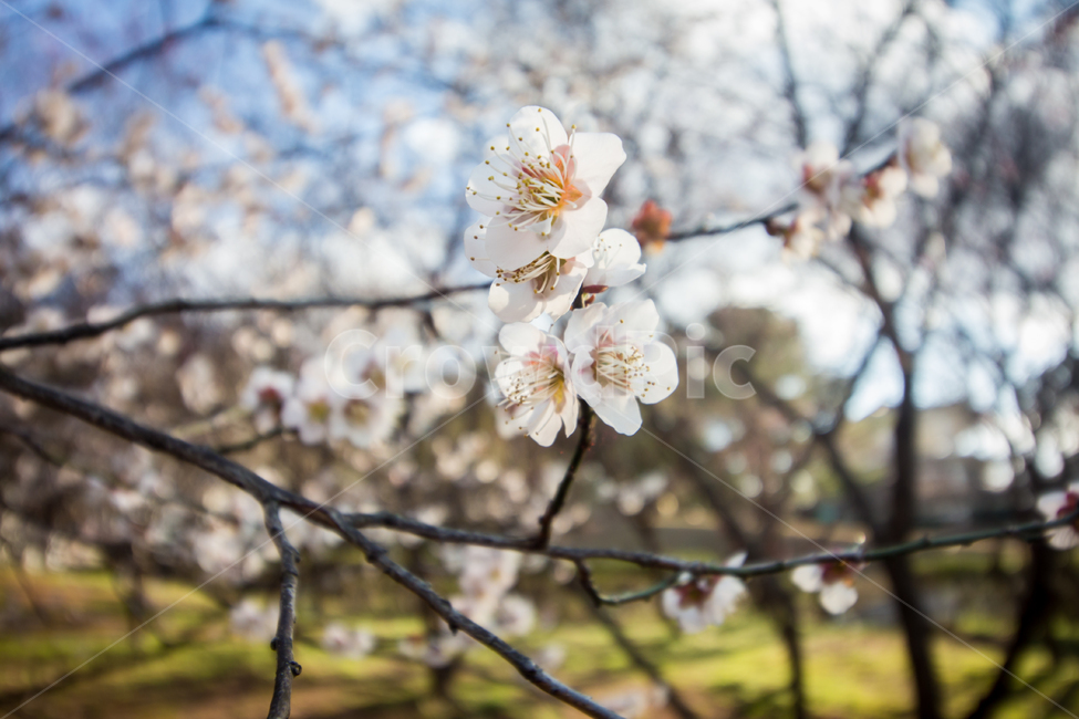 매화,봄,봄꽃,spring,꽃,flower,blossom,자연,nature