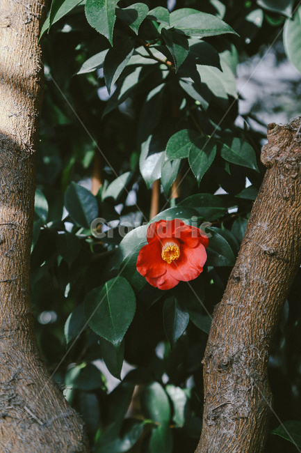 동백,꽃,겨울,계절,감성사진,자연,풍경,식물,자연,plants,nature,꽃,flower