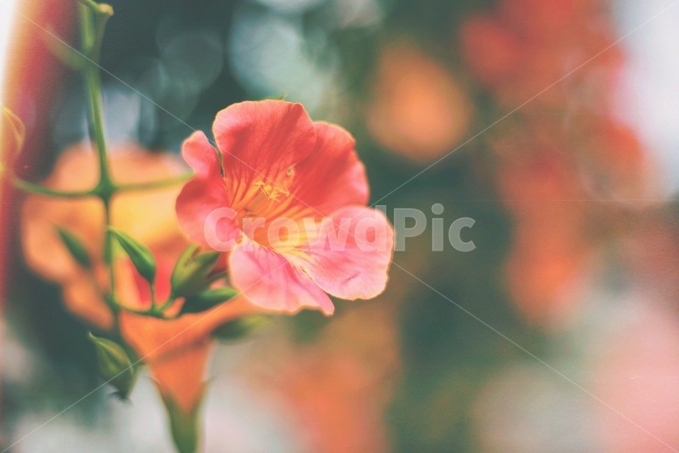 능소화,꽃,감성사진,주황,감성,느낌,식물,자연,plants,nature,꽃,flower,감성,sensible,feeling