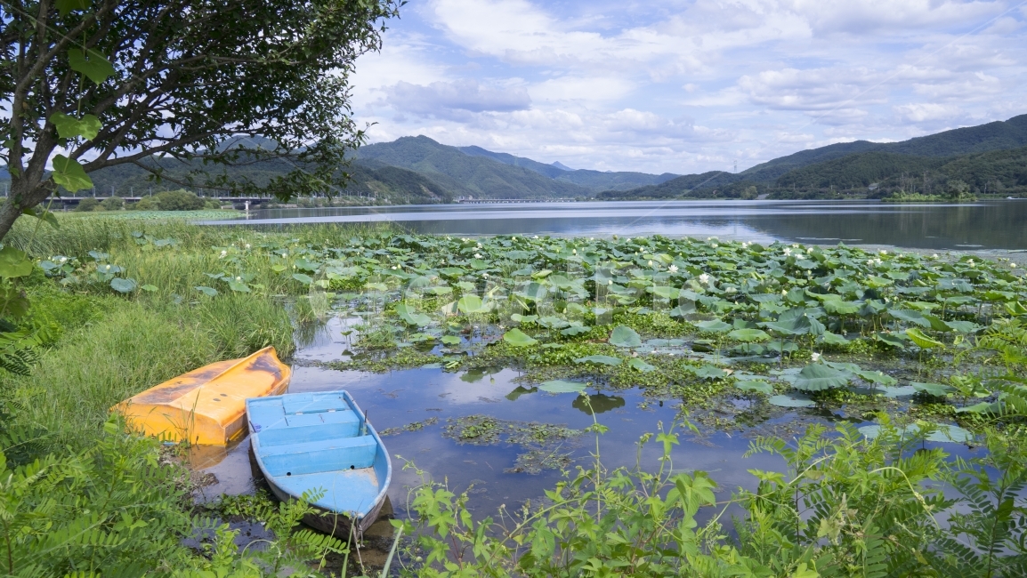 양평,두물머리,풍경사진,배사진,여름,자연,풍경,nature,landscape,한국자연풍경,한국자연경관,korea nature landscape,transportation,교통,rowboat,노 젓는 배,vehicle,차량,boat,보트
