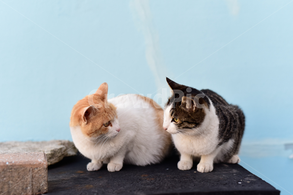 고양이,야옹,감성,우정,귀여움,귀여운사진,골목,길고양이,친구,동물,animal,포유류,mammal,고양이,cat,kitten,kitty,친구,우정,friendship,companion