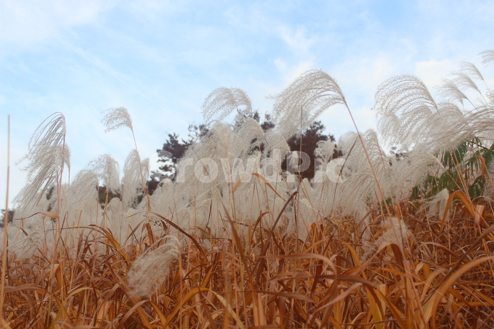 grass,식물,plant,갈대,가을,가을,계절,fall,autumn,season