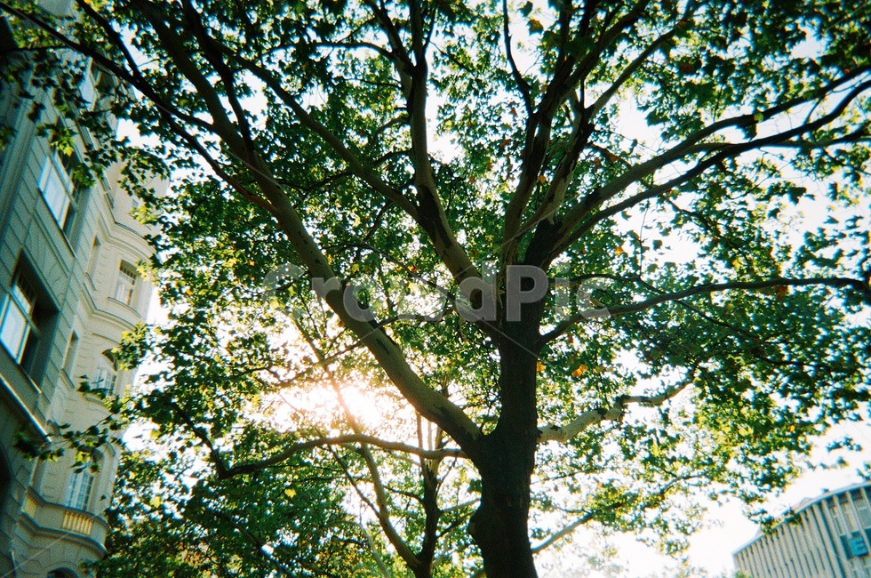 하늘,sky,감성사진,sensible,나무,tree,필름사진,필름카메라,filmcamera,식물,자연,plants,nature,나무,trees,wood,휴식,힐링,rest,relaxation,healing