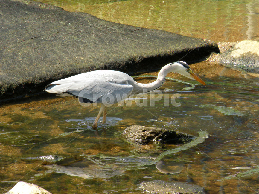 왜가리,조류,새,동물,부리,날개,동물,animal,조류,새,birds