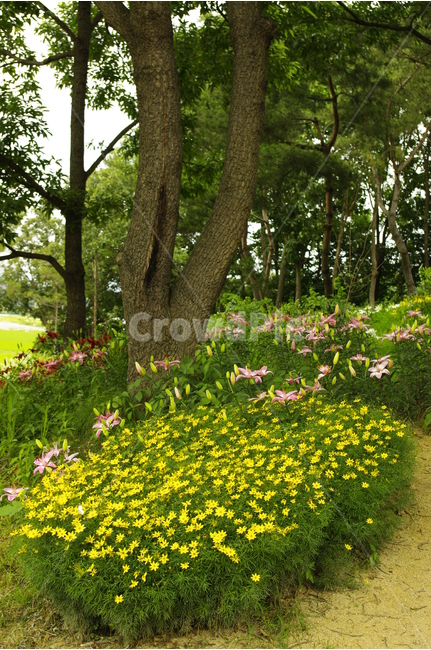 백합,꽃,식물,flower,color,nature,자연,식물원,꽃밭,식물,자연,plants,nature,꽃,flower