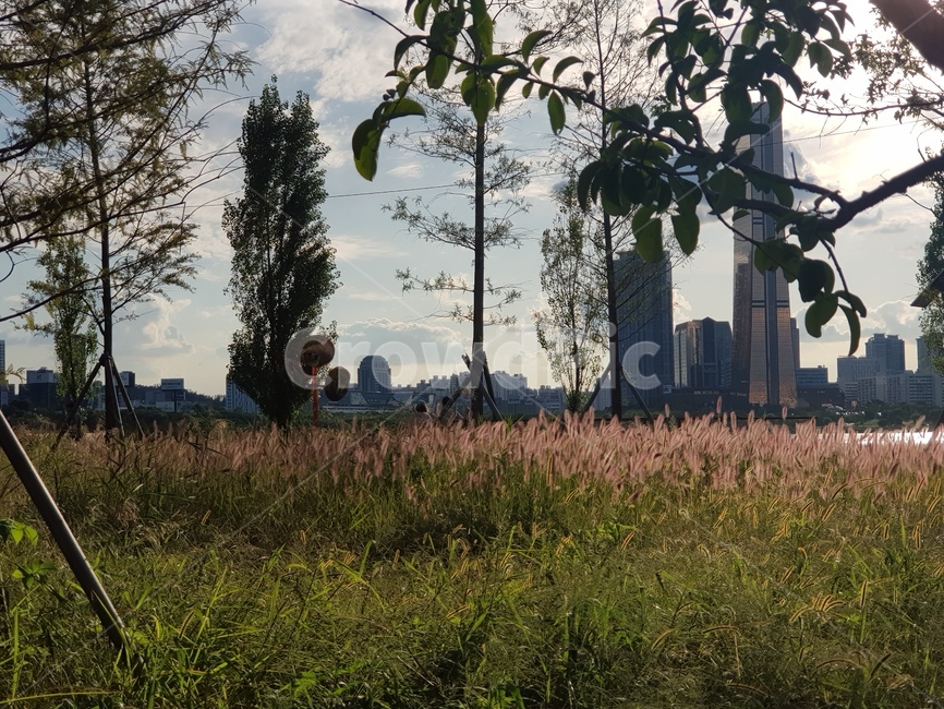 서울,한강,꽃,자연,풍경,도시,풍경,city,landscape,plant,식물,grass,잔디,tree,나무