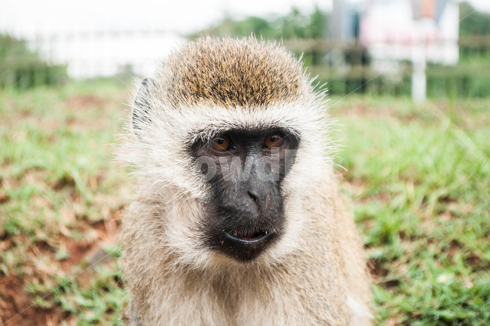 animal,동물,mammal,monkey,원숭이,wildlife,포유류,야생생물,케냐,동물,animal,포유류,mammal