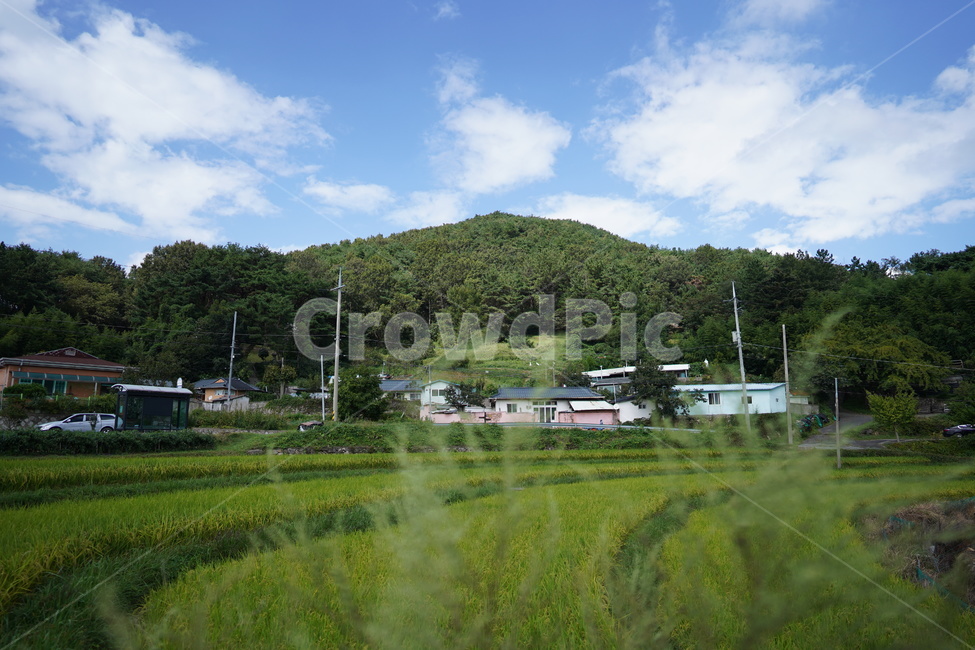 시골,가을,가을하늘,푸른하늘,자연,nature,자연,풍경,nature,landscape,outdoors,옥외